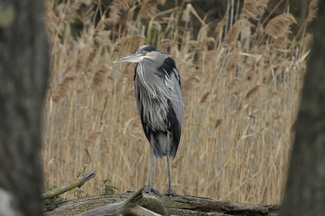 A photo of a great blue heron